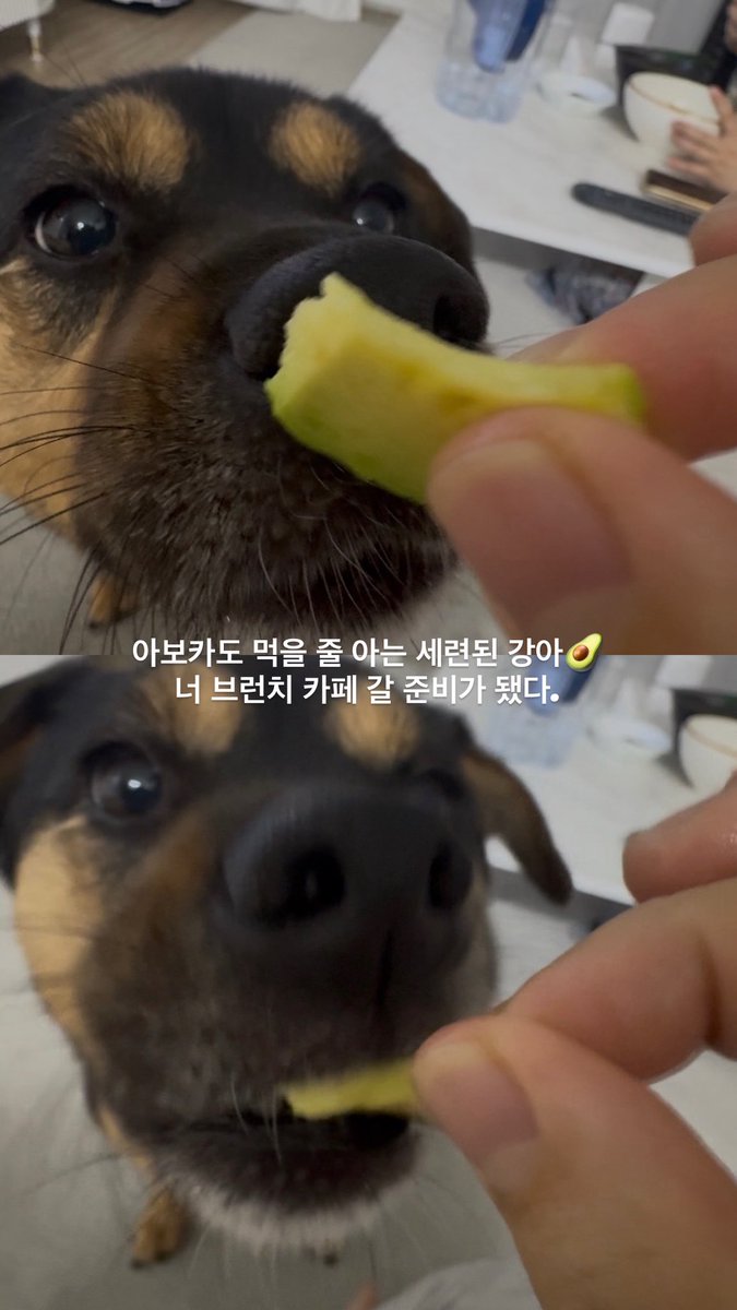 jjin_gamjaaa's tweet photo. 아보카도 먹는 강아 실존 https://t.co/9tIJDlYa20