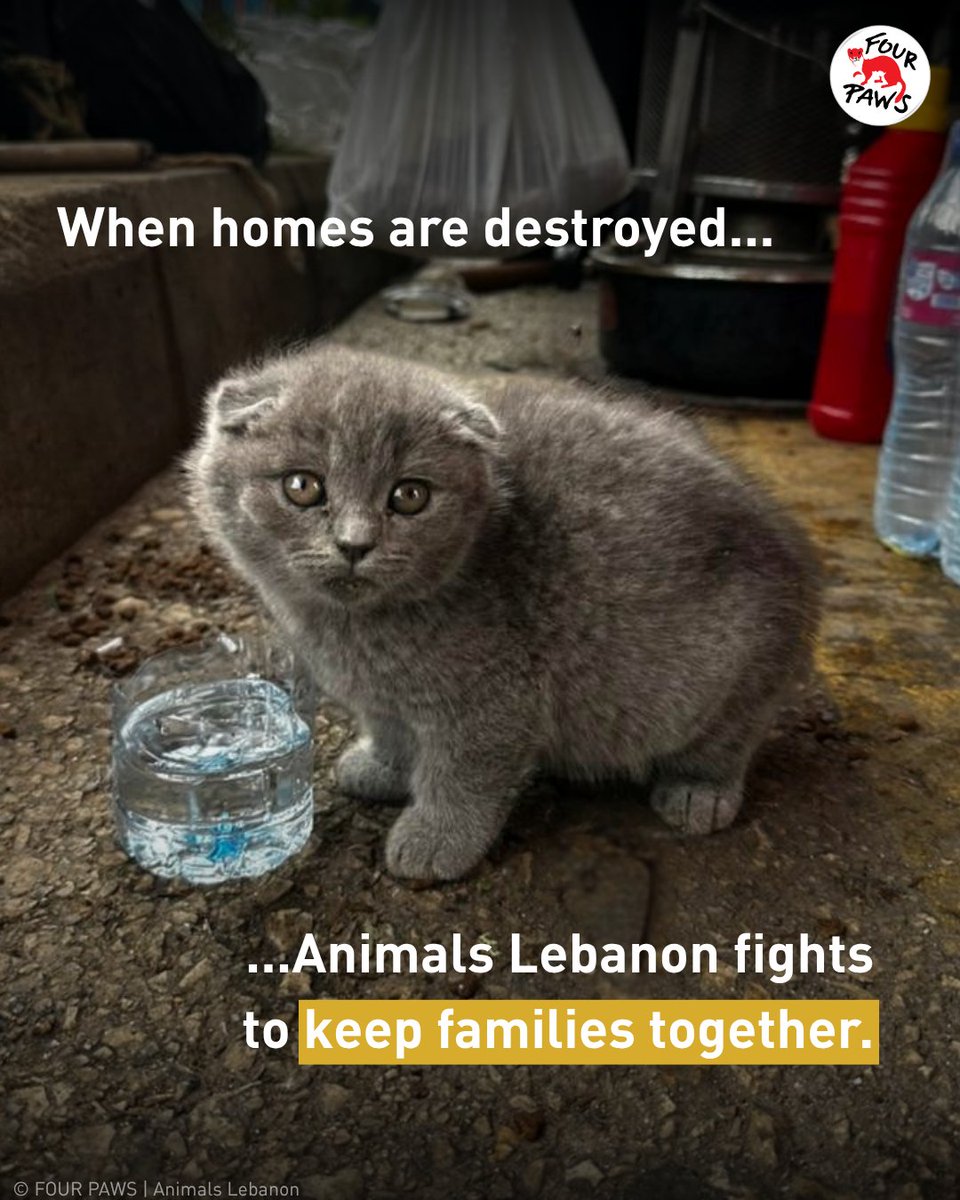 FOUR PAWS International tweet media