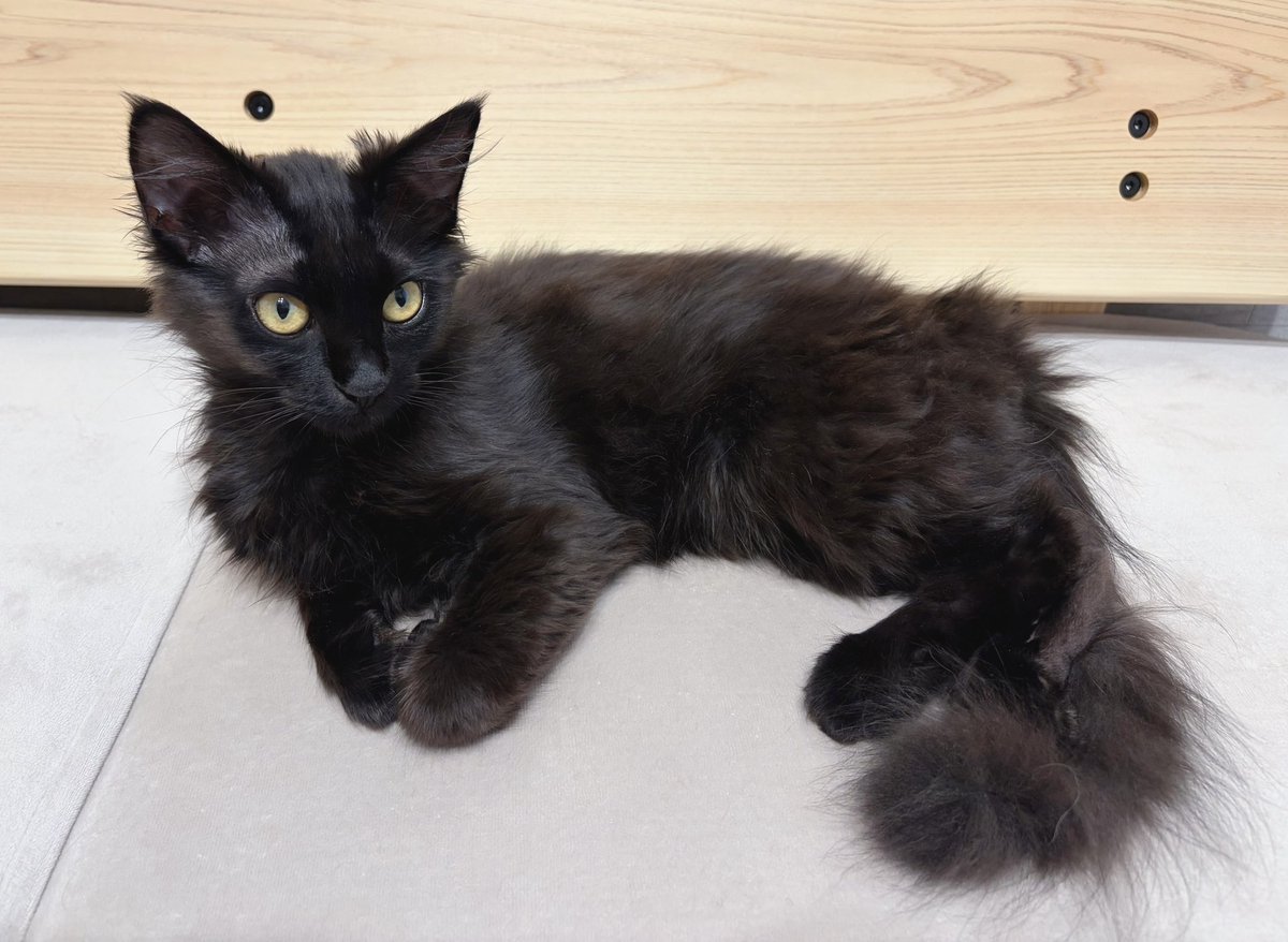 Li 🐈⬛🐈⬛2匹の双子保護猫と日常🌿 tweet media
