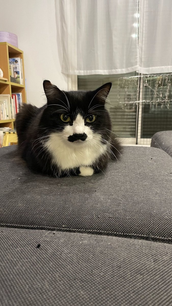 猫教授 tweet media