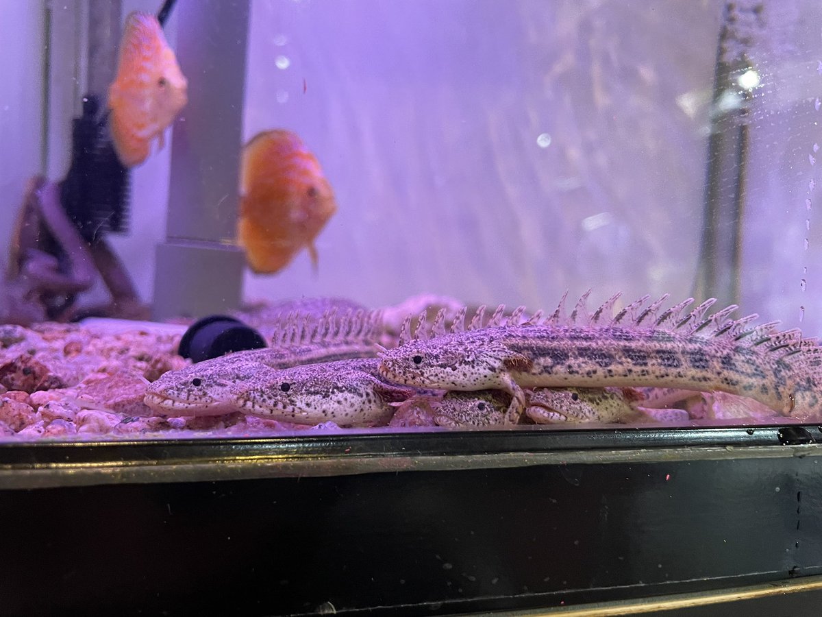 新入荷❗️ ポリプテルスアンソルギー入りました。 10センチ強あり