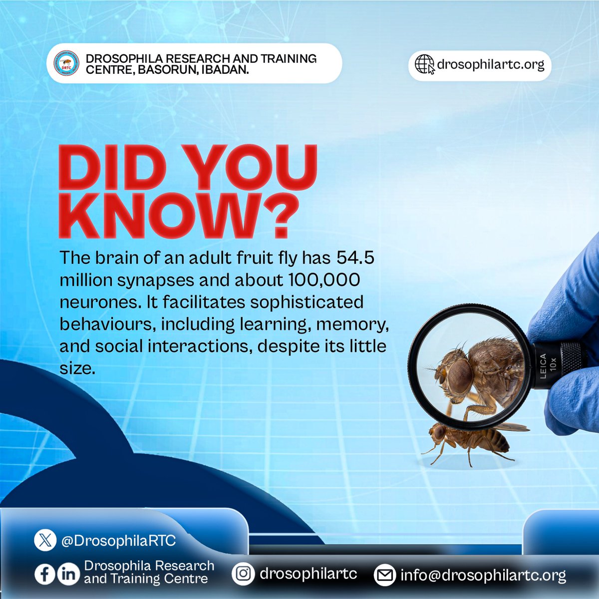 DrosophilaRTC's tweet photo. The fruit fly brain may be tiny, but its impact on neuroscience is enormous.

What is the most fascinating thing you have learned about the brain lately? 👇

#FlyFact #neuroscience #Drosophila #brainscience #sciencecommunication #STEM #researchlife https://t.co/4xlFms5RFm