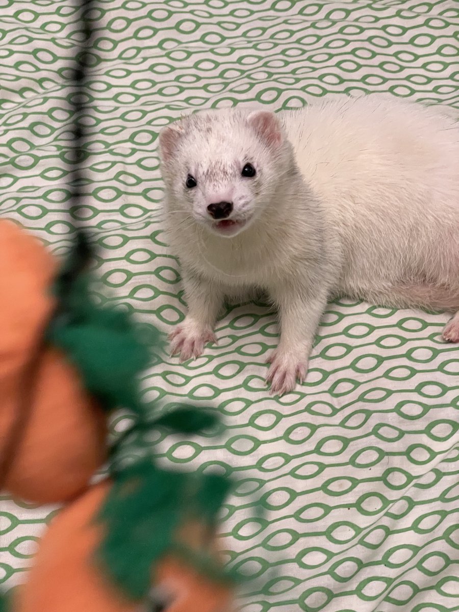EverydayFerret's tweet photo. 手前に写っているのは彼がこよなく愛しているカボチャのおもちゃです　顔、良い https://t.co/C9O7MimDQr