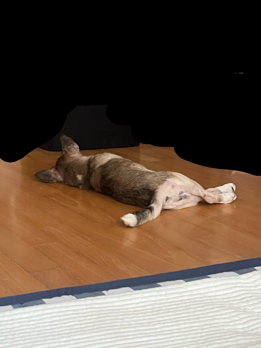 Yangmaliz's tweet photo. 고양인지 강아진지 사람인지.. https://t.co/fBg6cEWNQV