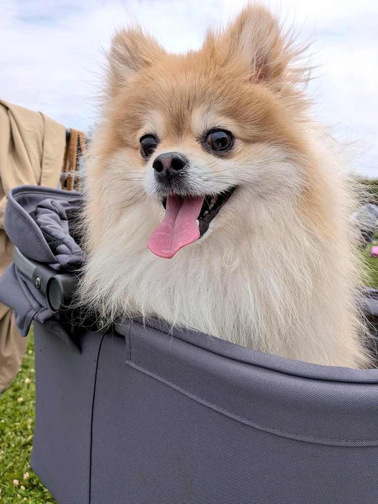 chimaki0922's tweet photo. 今日は愛犬の日らしいので最近の1枚📸
#愛犬の日 https://t.co/m57efdnbPW