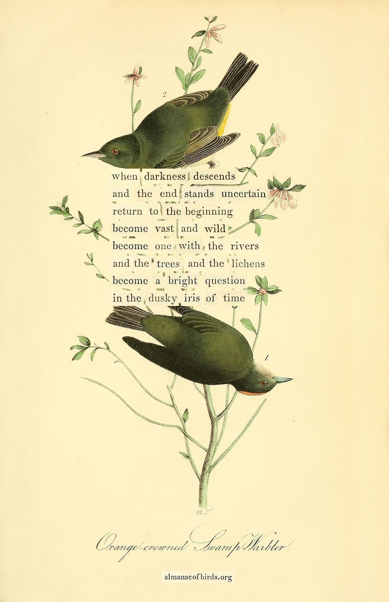 themarginalian's tweet photo. In this bright season of the warblers, a #birddivination for dark inner seasons. As always, find it as a solo print and part of the deck of 100, along with the story and process behind them, at https://t.co/xpo04XE701 https://t.co/IWyosSAaPy