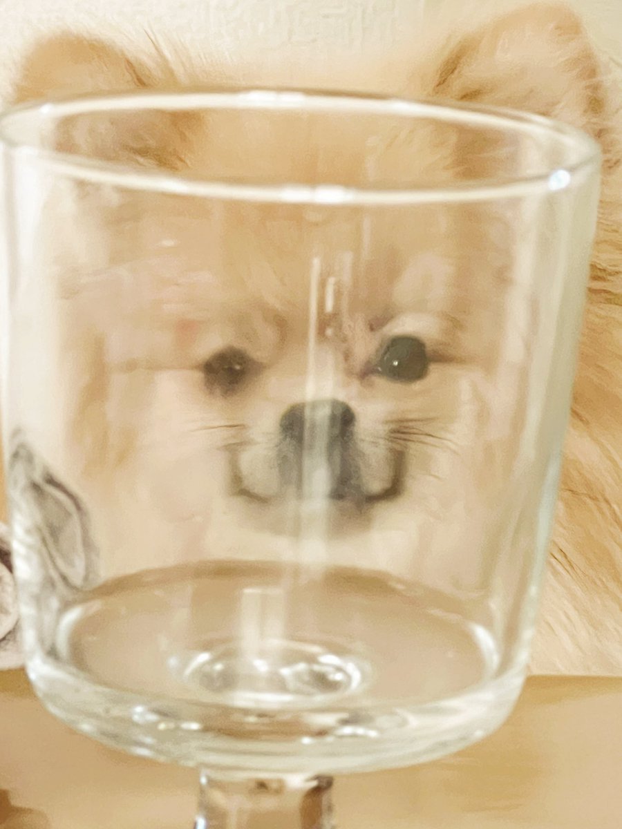 p0kitan's tweet photo. ムニッ(ﾉ)`ᝫ´ (ヾ)

·⸌̟͂̋⸍̑⸜̑⸝͂ ໋·⸌̟͂̋⸍̑⸜̑⸝͂ ໋·⸌̟͂̋⸍̑⸜̑⸝͂ ໋·⸌̟͂̋⸍̑⸜̑⸝͂ ໋·⸌̟͂̋⸍̑⸜̑⸝͂ ໋·⸌̟͂̋⸍̑⸜̑⸝͂ ໋·⸌̟͂̋⸍̑⸜̑⸝͂ ໋·⸌̟͂̋⸍̑⸜̑⸝͂ ໋·⸌̟͂̋⸍̑⸜̑⸝͂ ໋

#ポメラニアン https://t.co/TgVAgFfGqb