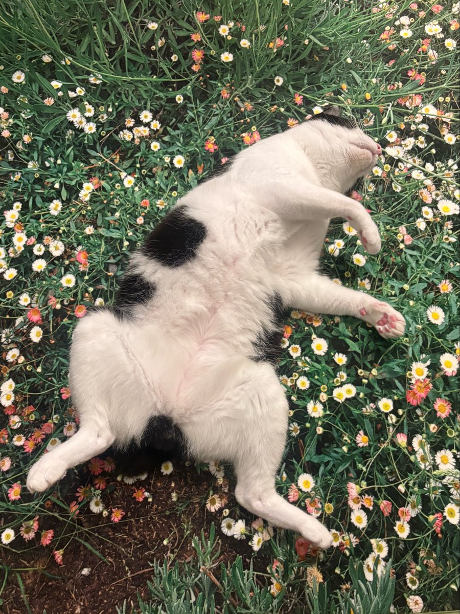 _shironitokeru's tweet photo. 遊び疲れたねこ https://t.co/psBCb3XaZX