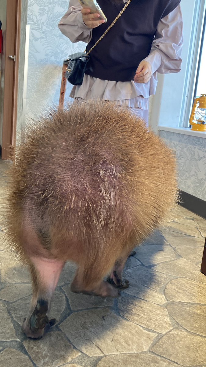 cappytime21's tweet photo. @POLLOLYNATAN わ〜〜〜〜〜！！🥹✨
マルクルちゃんとカブちゃんまで！！
ありがとうございます🙏

マルクルちゃんは、お台場に来ていた時に会えました☺️ https://t.co/4qxaDLjfGh