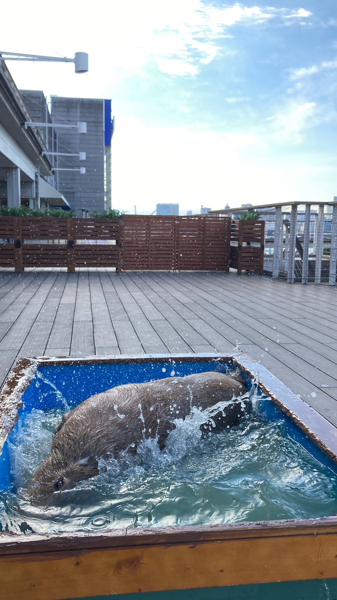 cappytime21's tweet photo. @POLLOLYNATAN わ〜〜〜〜〜！！🥹✨
マルクルちゃんとカブちゃんまで！！
ありがとうございます🙏

マルクルちゃんは、お台場に来ていた時に会えました☺️ https://t.co/4qxaDLjfGh