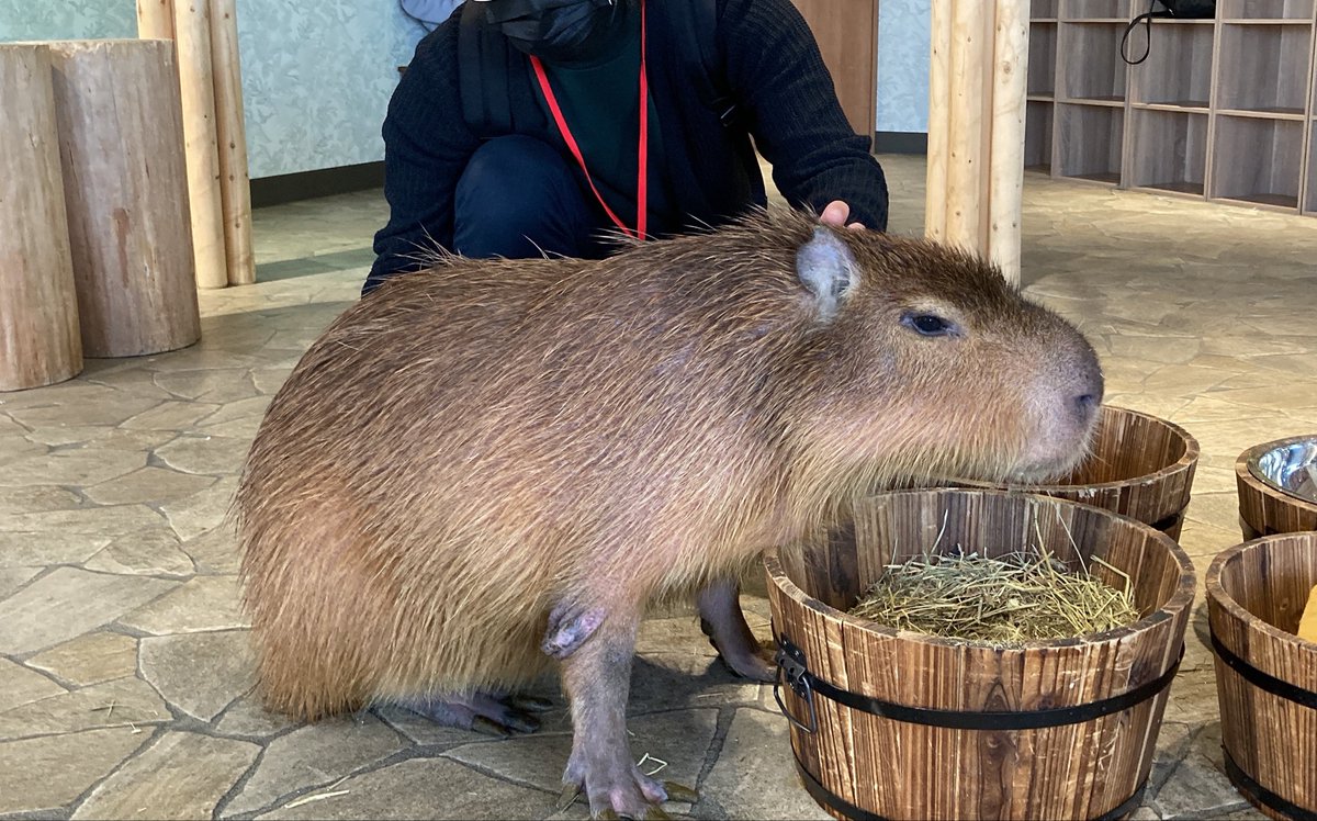 cappytime21's tweet photo. @POLLOLYNATAN わ〜〜〜〜〜！！🥹✨
マルクルちゃんとカブちゃんまで！！
ありがとうございます🙏

マルクルちゃんは、お台場に来ていた時に会えました☺️ https://t.co/4qxaDLjfGh