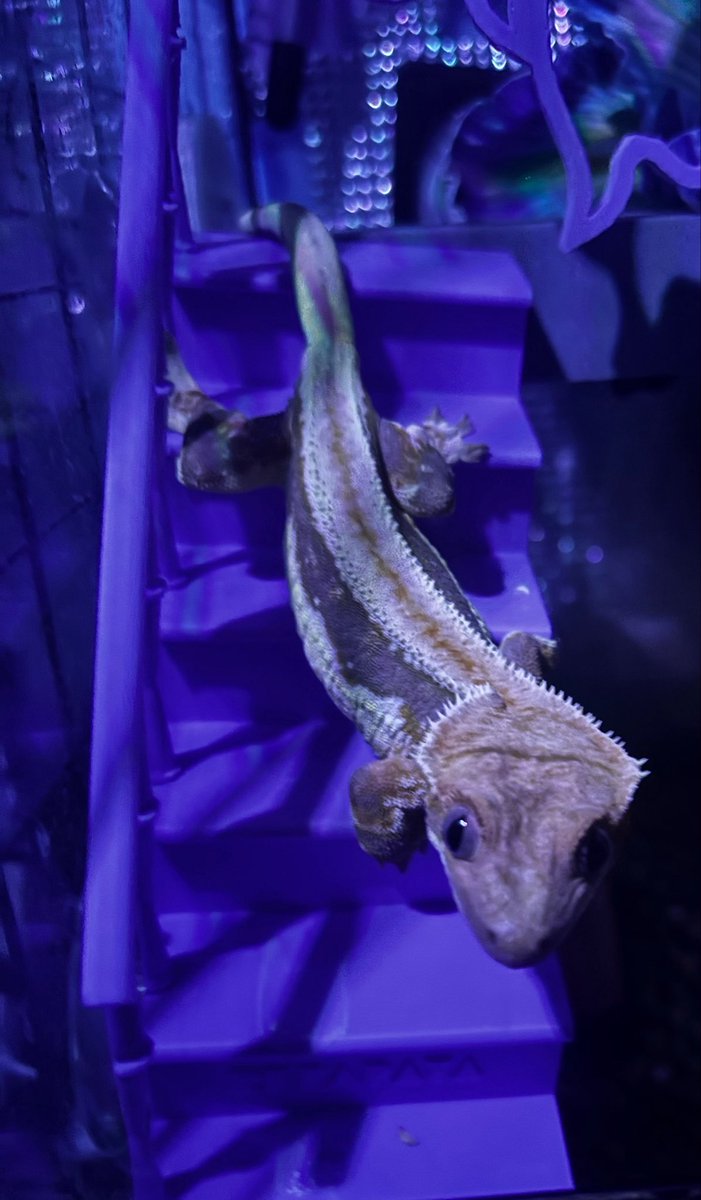 めぅ🦎🔰 tweet media