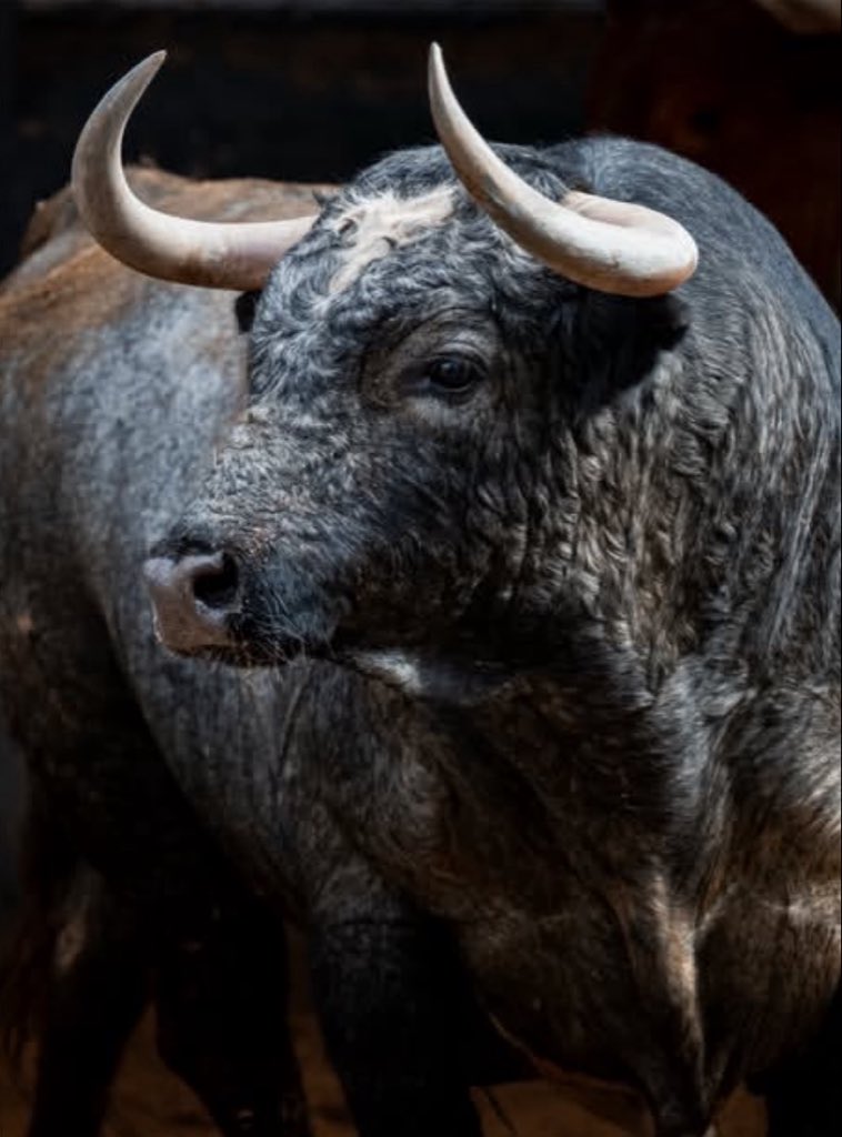 Formafición Toros tweet media