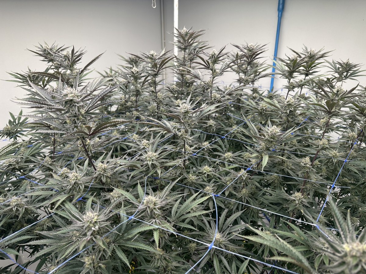 SAKURA🇯🇵🇹🇭SAMURAI WEED tweet media