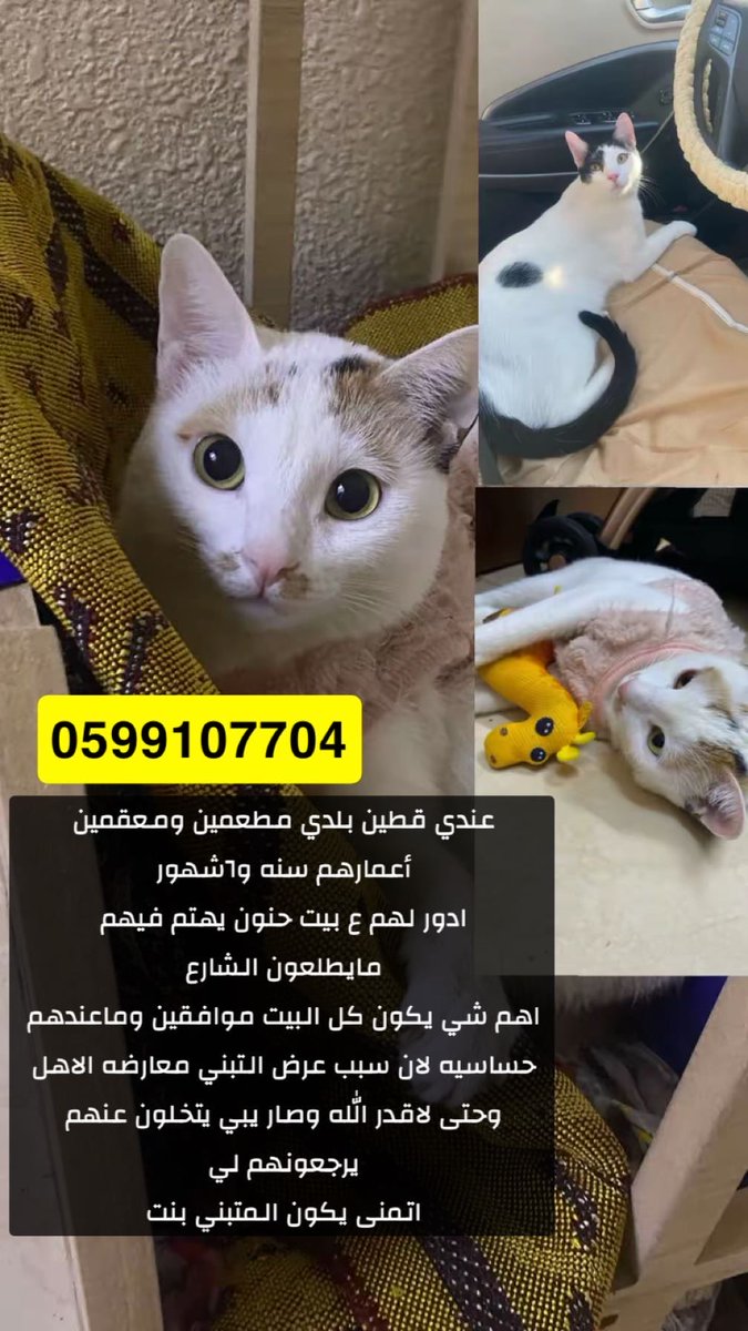 snp_QL404's tweet photo. @Adele2022 @askhasa3 وسعوا النشر الله يجزآكم خير #تبني_قطط_الشرقيه https://t.co/3u0sH0YFnz