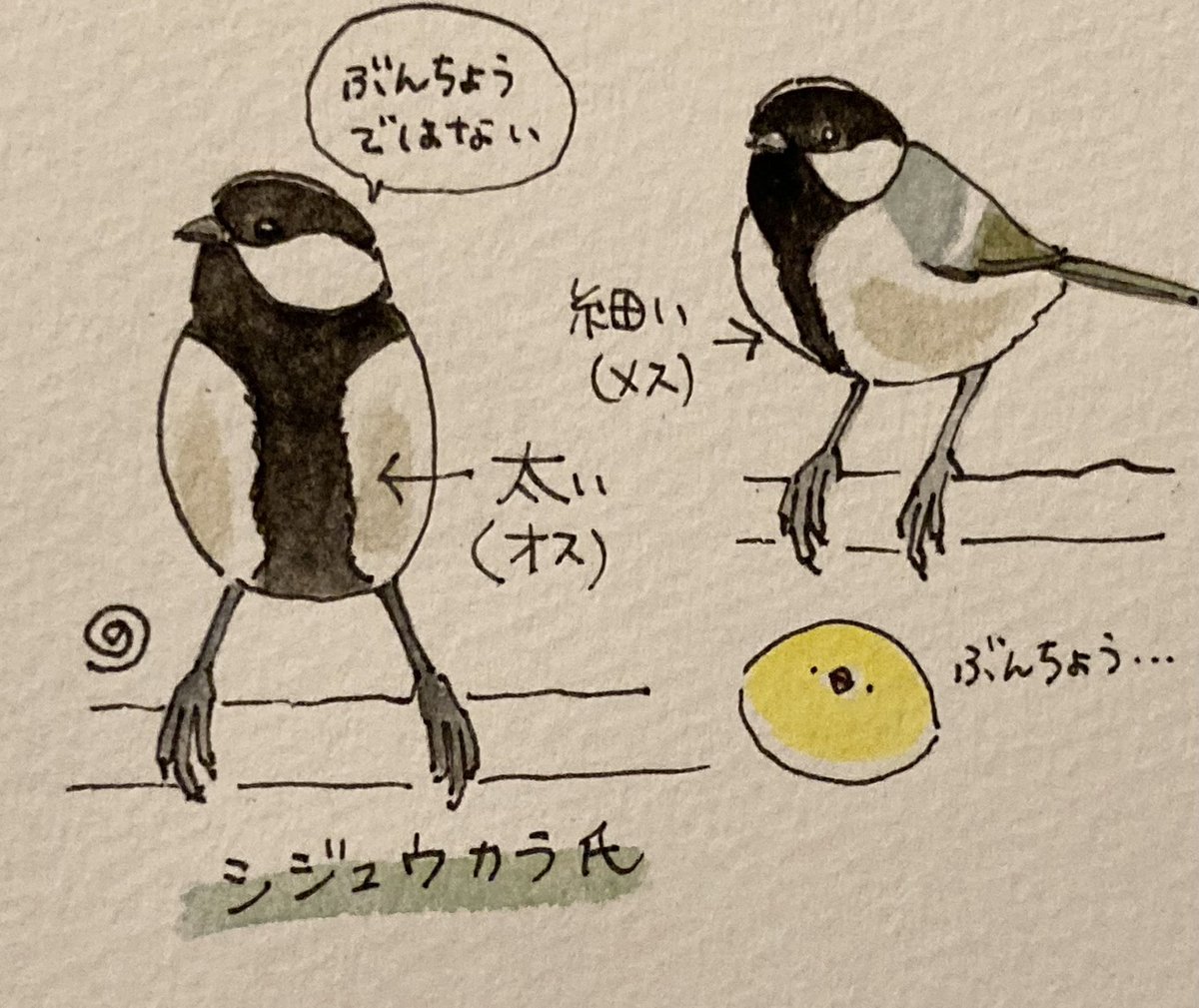 NORISAN鳥タロット新パッケージ発売！ (@okameinko1bunch) / Posts / X
