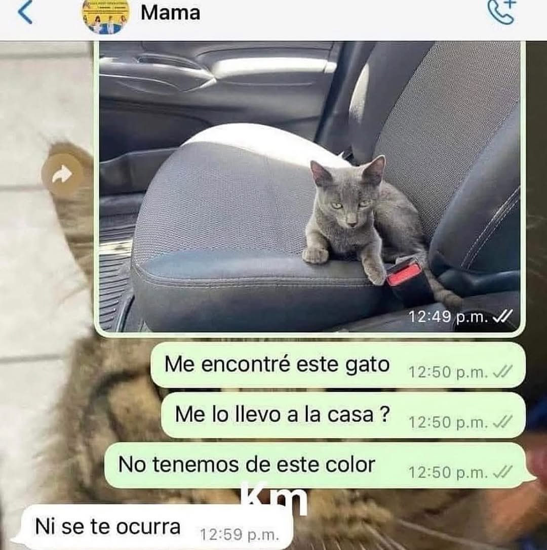 gatuna_Pilar_2's tweet photo. Conversando con mi madre... 😺 https://t.co/SgL1PfnqjJ