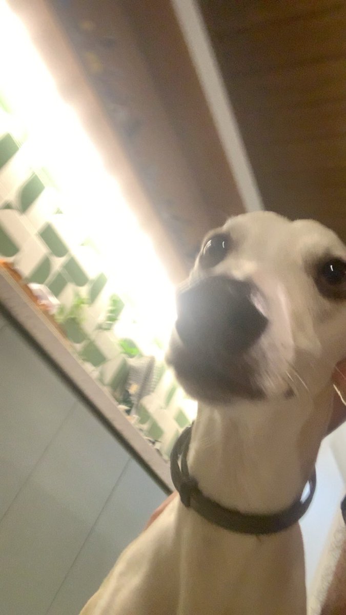 wxkxd's tweet photo. dividi um sofá com o chico pescoço, estou muito feliz https://t.co/VHl4jRsROt