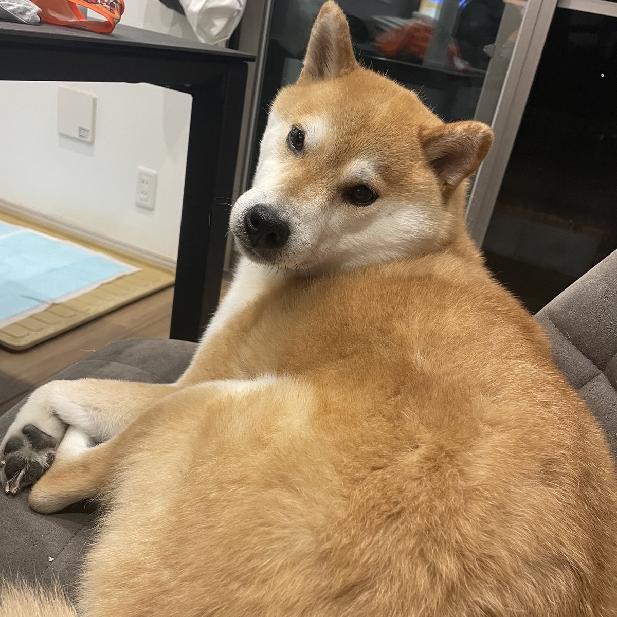 柴犬が好き 柴犬が好きすぎる＊シバ田 (@shiba_sukisugi) / Posts / X