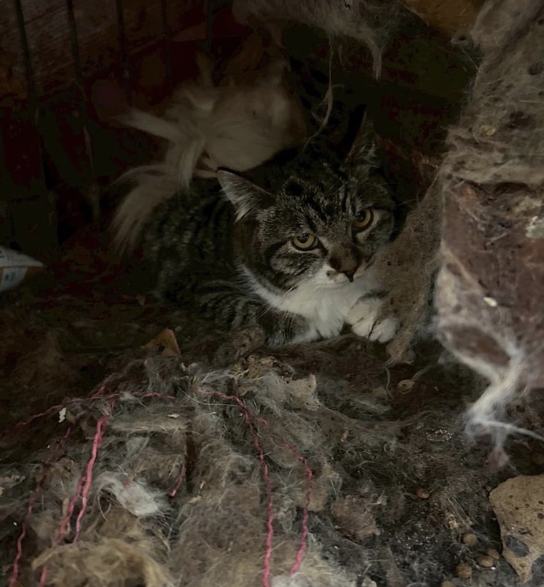 inunekomikah's tweet photo. 現場に入った初日
玄関から漂う臭い。
数秒で目が痛い。
猫達は静かにこちらを見ていた。
臭いが酷く頭が痛くなり2時間が限界。
仮シェルターの問題で全頭は連れて帰れず。
後ろ髪引かれる思い。
でも必ず全頭救う！
続く… https://t.co/kiEMwO0LyK