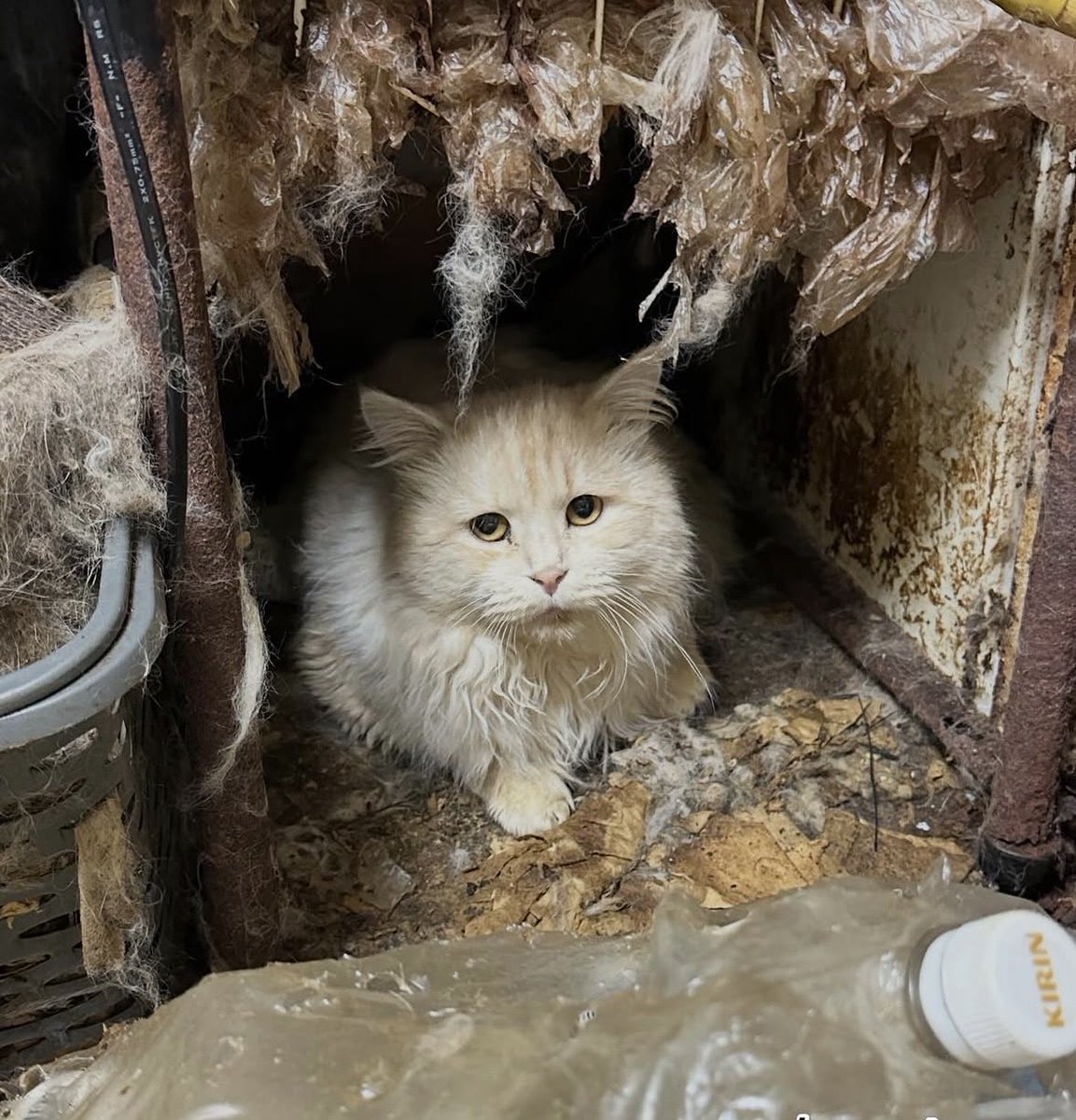 inunekomikah's tweet photo. 現場に入った初日
玄関から漂う臭い。
数秒で目が痛い。
猫達は静かにこちらを見ていた。
臭いが酷く頭が痛くなり2時間が限界。
仮シェルターの問題で全頭は連れて帰れず。
後ろ髪引かれる思い。
でも必ず全頭救う！
続く… https://t.co/kiEMwO0LyK