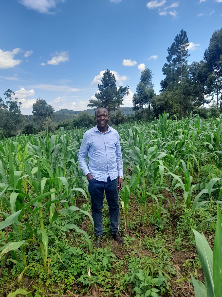 SilverKayondo's tweet photo. Assured of a good #maize harvest in July. Exploring some opportunities in #piggery with our own feed.

I am a big fan of #rural value chains. Harnessing them is the only way we can practically demonstrate to our communities that they can use soil to uplift their #economy 🌽 🐖 🐔 https://t.co/wsO2kbLf3c