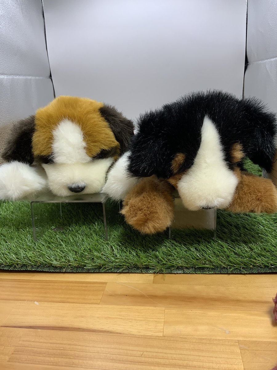 童心 ぬいぐるみ 犬 ぬいぐるみの童心【公式】🥺 (@Dousin_kawaii) / Posts / X