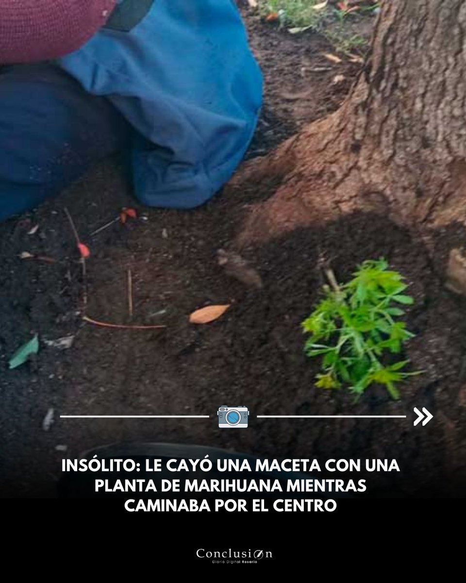 Conclusión tweet media