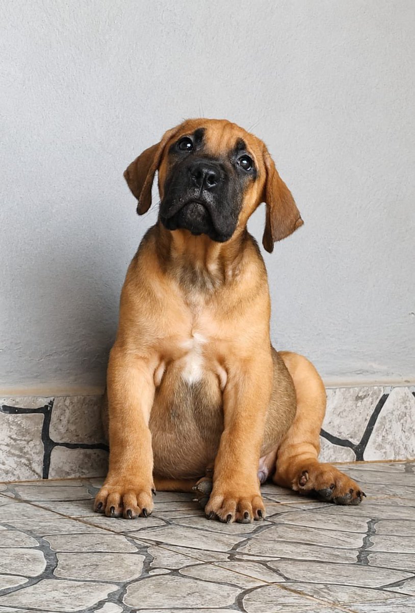 amanduregan's tweet photo. Solid both sex boerboel puppies for sale 250k each hmu https://t.co/btBDa2rnvR