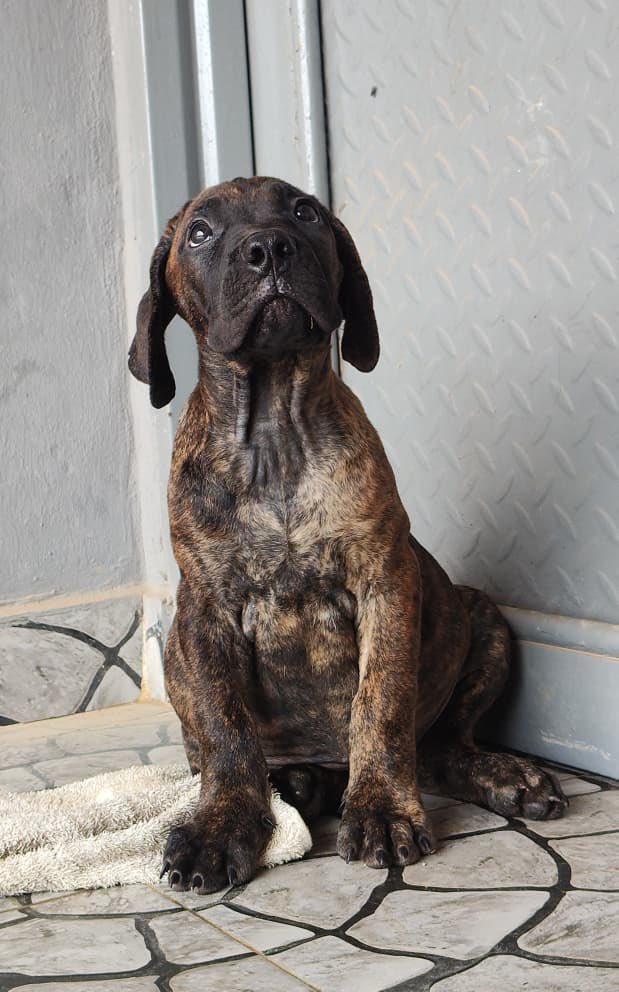 amanduregan's tweet photo. Solid both sex boerboel puppies for sale 250k each hmu https://t.co/btBDa2rnvR