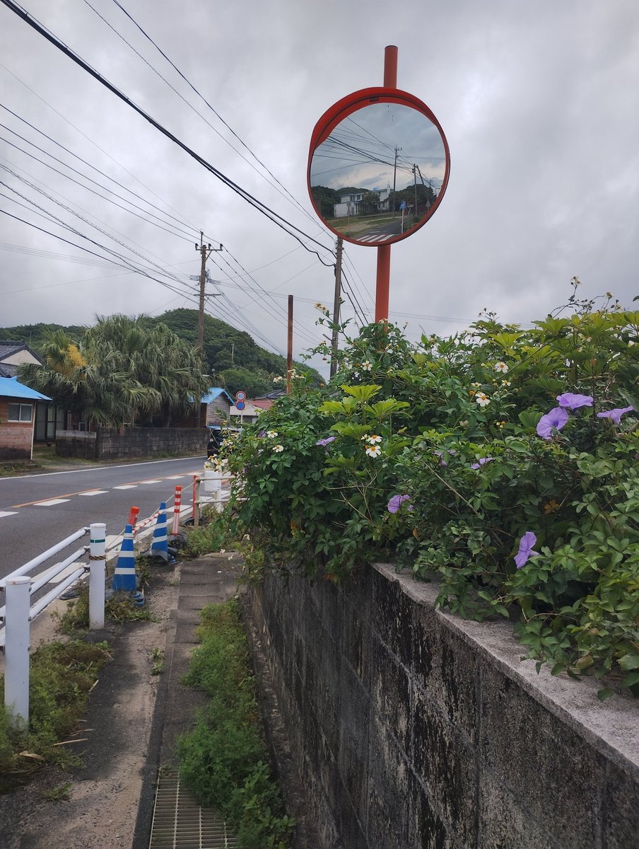 kedokina's tweet photo. 犬田布岬で見通しの悪い交差点で交通事故
母間カトリック教会前の交差点も町営住宅の塀から出てる草木でブラインドコーナーになってるの以前からすごく気になる。
小学校の通学路で子供だと、本当に姿がみえない。
伐採していいなら伐採したいけど。
誰に相談すればいいのか
https://t.co/cWsBQEvojK https://t.co/0ZvObuDRQF
