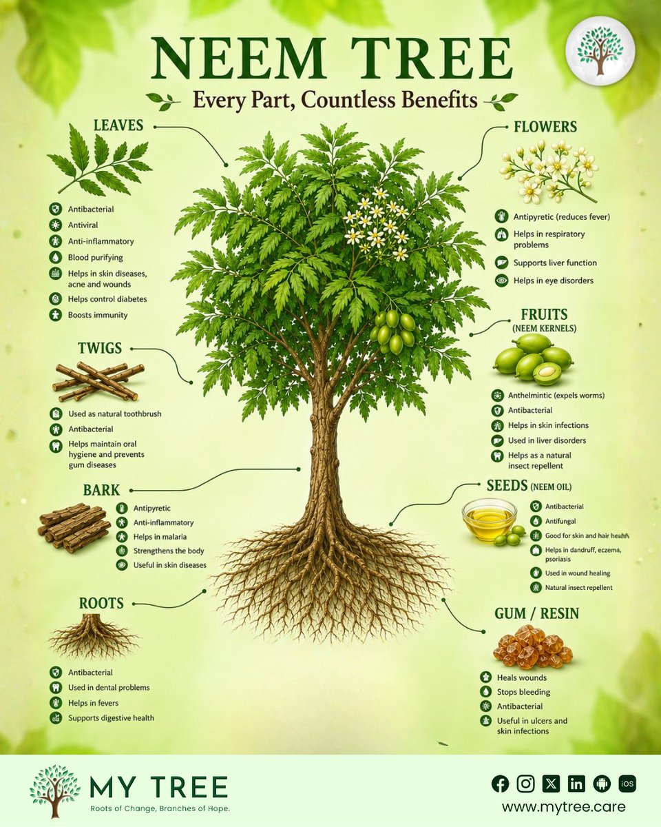 mytree70's tweet photo. Neem tree is truly nature's miracle.
Sponsor this "living pharmacy" with us today.

#NeemTree #Mytreeenviros #LivingPharmacy #NaturalHealing #GreenLiving #EcoFriendly #HealthyLifestyle #NatureCure #TreeBenefits #SustainableLiving #HerbalRemedies #ImmunityBoost #GoGreen https://t.co/CKzAnWZQJ2