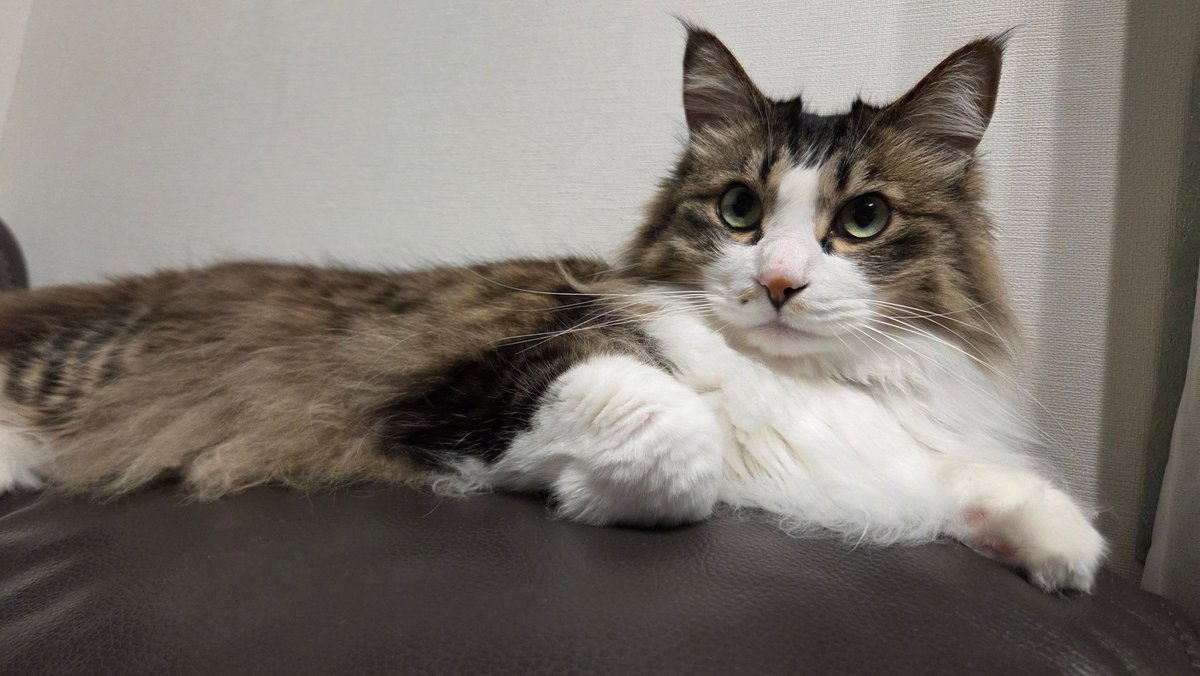 itomaki93's tweet photo. はい、かわいいー

＃猫
＃猫がいる幸せ 
＃猫好きさんと繋がりたい
#いとの日常 https://t.co/7brOW3EG30