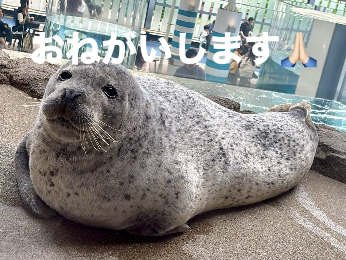 甘ざらし🍰🦭 tweet media