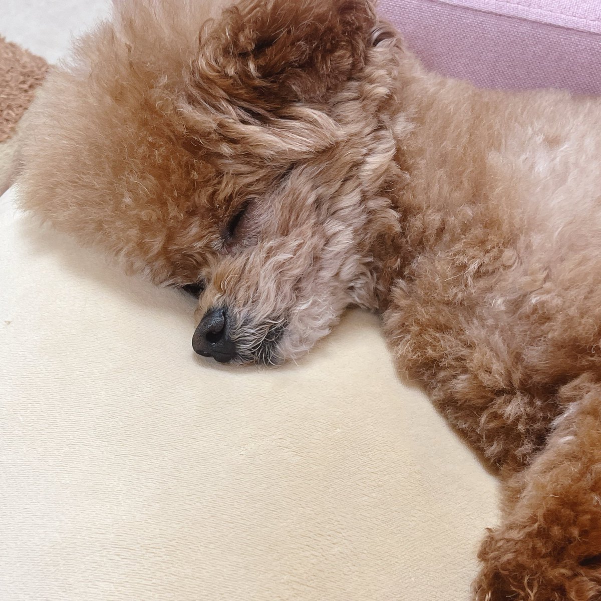 とてもレアなここあの寝顔。 (視線にすぐ気づく繊細な犬) #うちのここあ