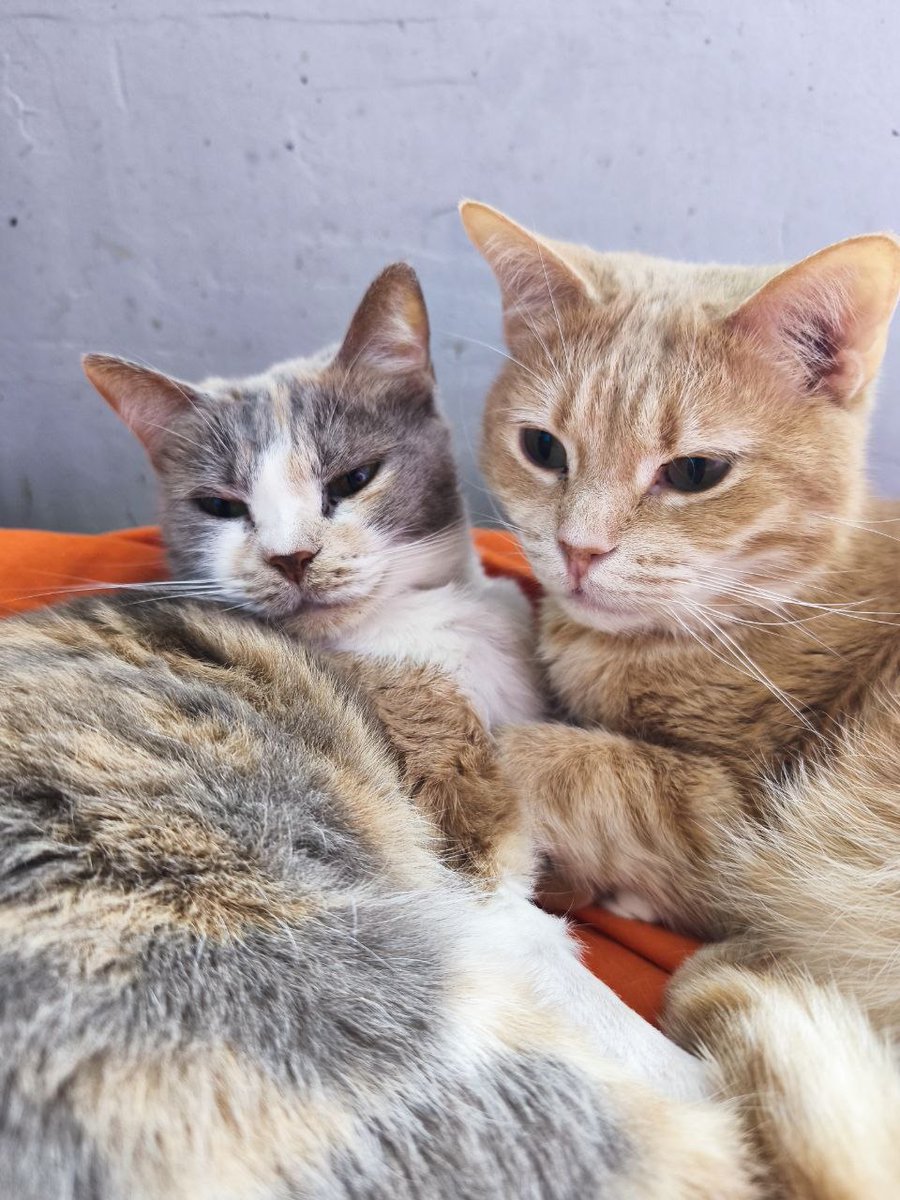 Felinos Las Gabias tweet media