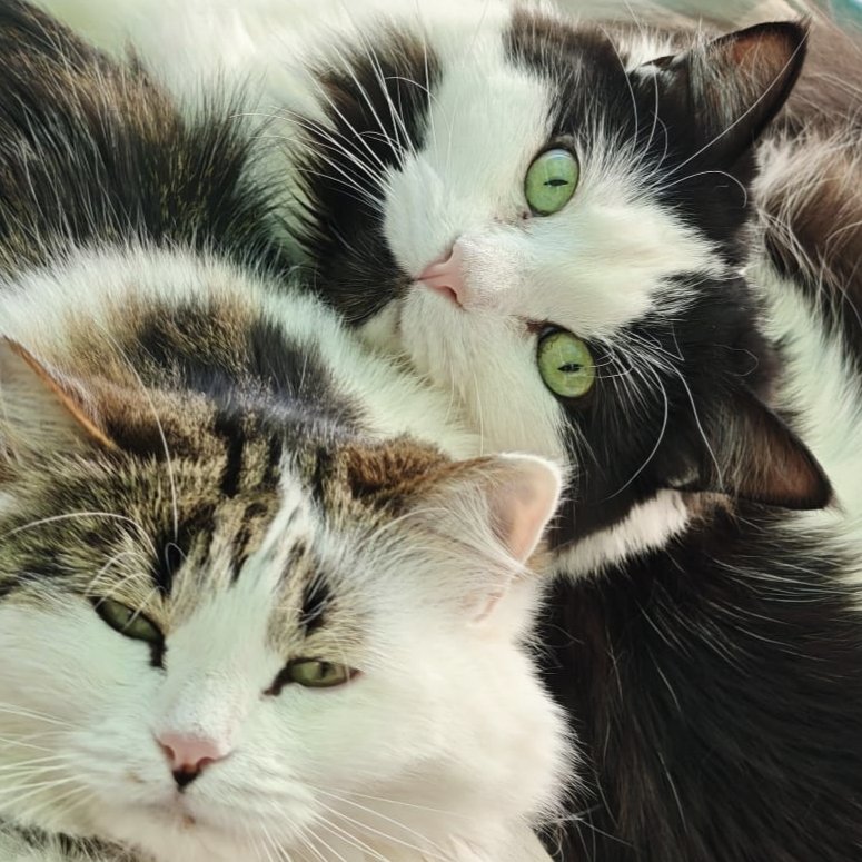 Felinos Las Gabias tweet media
