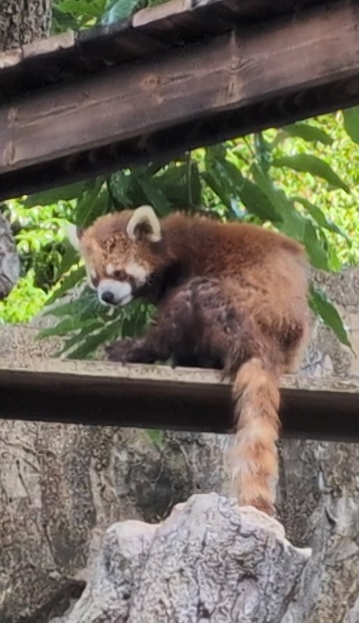 niyan0's tweet photo. 野毛山動物園可愛いがいっぱいだった！＃野毛山動物園＃マヌルネコ＃ミナミコアリクイ＃レッサーパンダ https://t.co/nkRGxketgw
