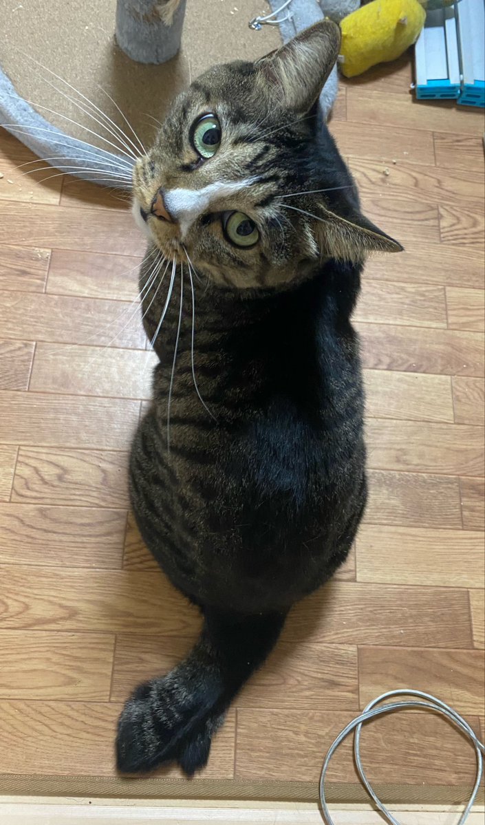 うちの猫たち tweet media