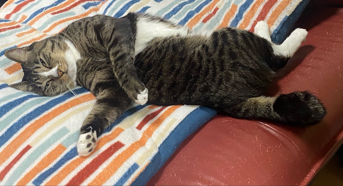 うちの猫たち tweet media