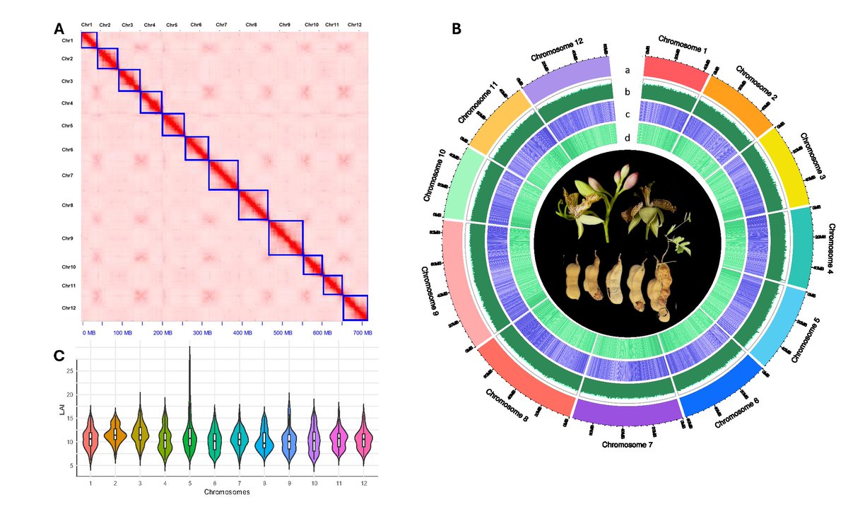MolHort's tweet photo. 📑Chromosome-level genome assembly of Tamarindus indica provides new insights into the evolution of triterpenes and tartaric acid biosynthetic pathway
https://t.co/G9lzhDQlK7 https://t.co/el6mykBJWy