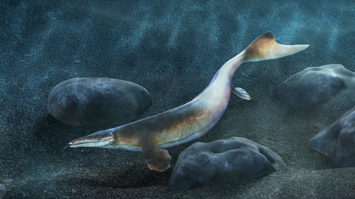 LdnRdnt's tweet photo. Clidastes propython - a small sized mosasaur from Late Cretaceous North America. 

Modelled and painted in ZBrush. Textures/Alphas created by Michael Whiteside.

#mosasaur #clidastespropython #cretaceous #paleoart  #dinosaurart https://t.co/GQhPKcXpPr