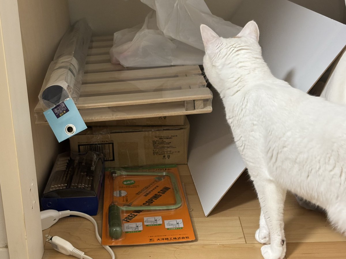 ヤサグレ飛猫隊マチ(こぅ) tweet media