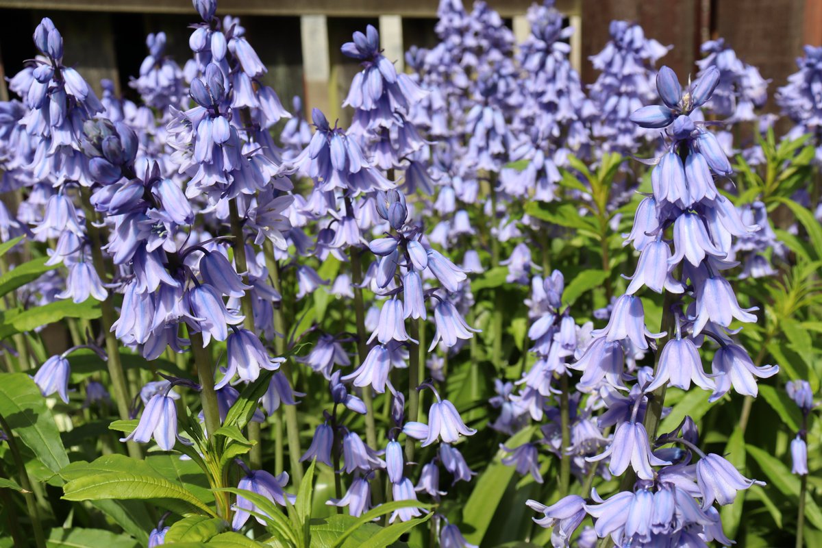 AnkhFuNk's tweet photo. Blue Bells 🫠🫠🫠 https://t.co/3fGFq7R8lA