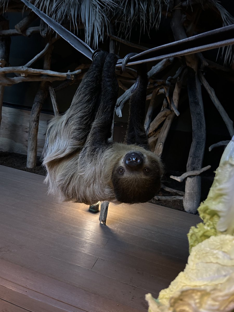 ナマケモノ研究所(The sloth research center)🦥 (@sametyphoon