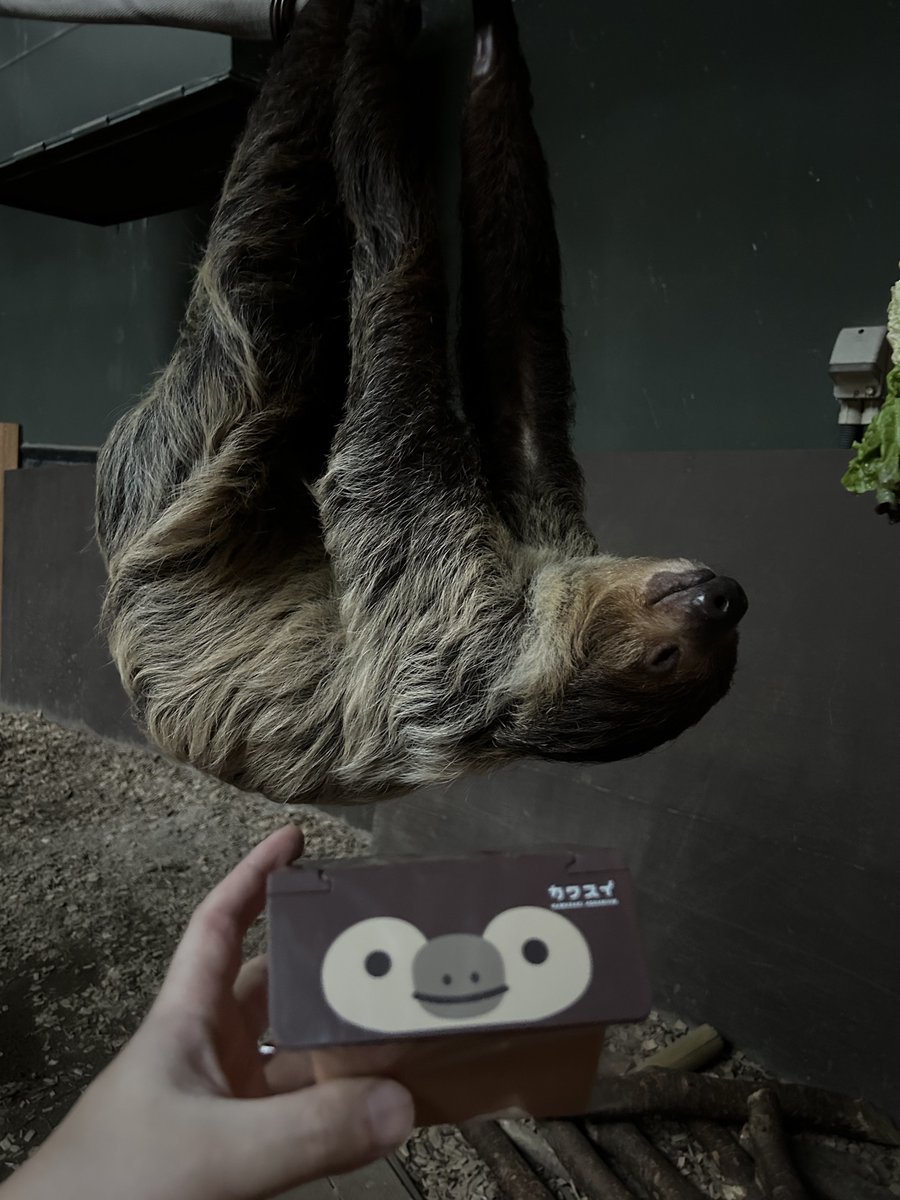 ナマケモノ研究所(The sloth research center)🦥 (@sametyphoon