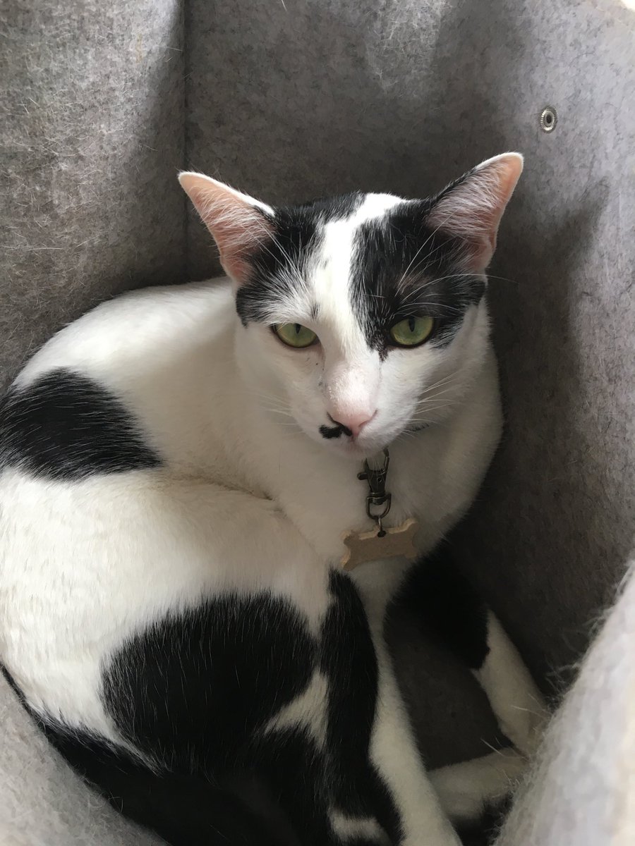 Aruna_ABC's tweet photo. We attend conference and then when we bring conference bags home, this happens 🐈

Cuteness overloaded, Mr. Ram-mew 🌸♥️ https://t.co/wR0fOzKcEB