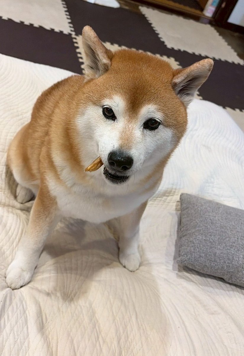 柴犬🌼瑚子 (@shibacoco0613) / Posts / X