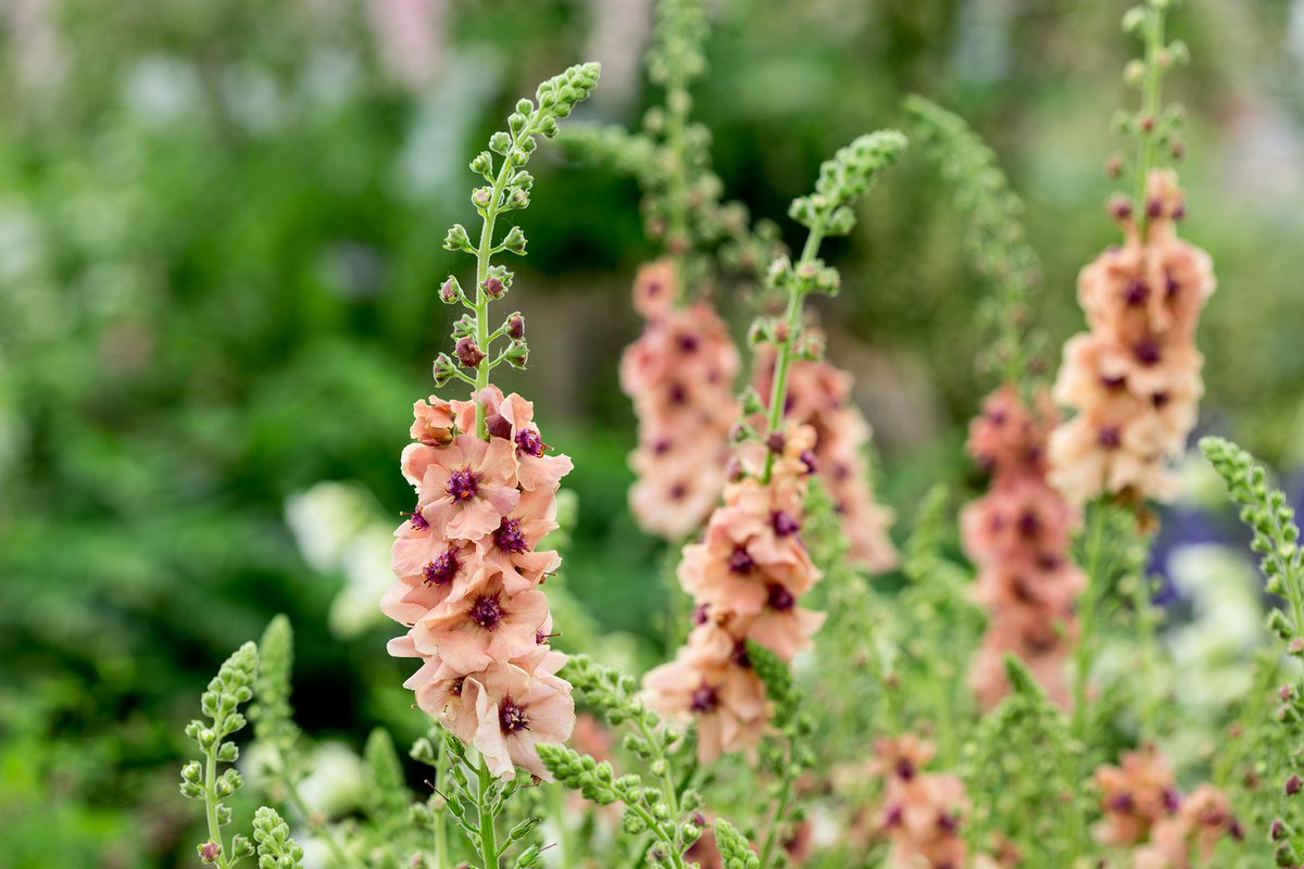 BBC Gardeners' World Mag tweet media