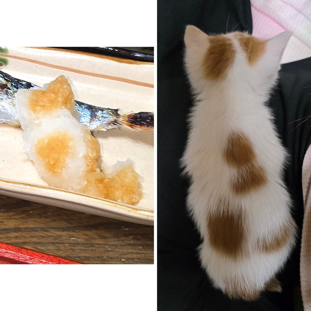 フォロワーさんに大根おろしと言われて笑っちゃった😹